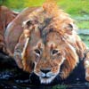 “Étancher sa soif” - 30x30 - Oil canvas