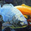 “Petit poisson deviendra grand” - 18x24 - Huile sur toile